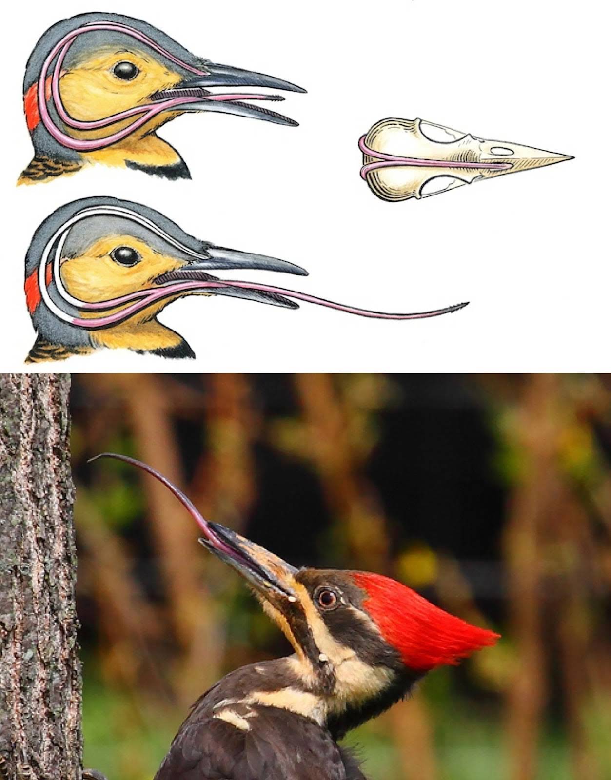 woodpecker.jpg